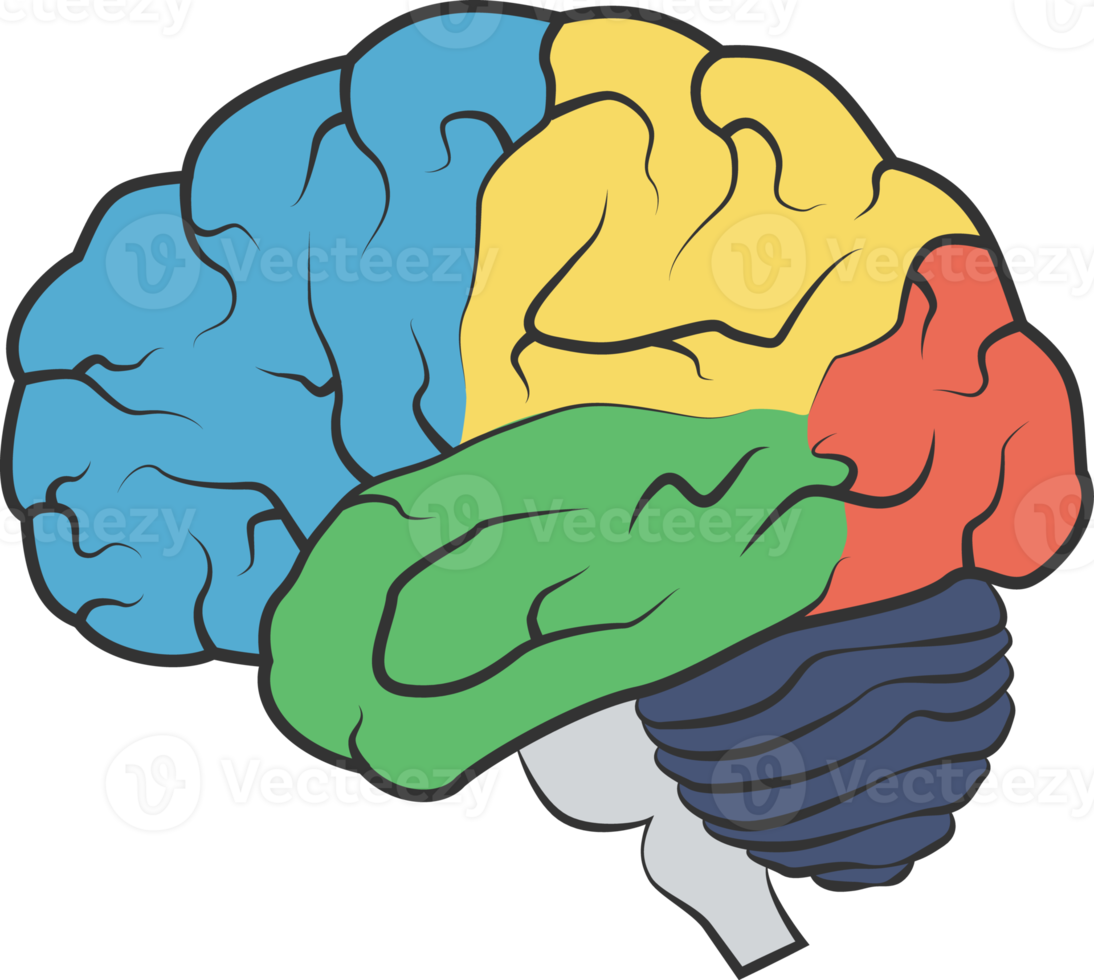 anatomia del cerebro png