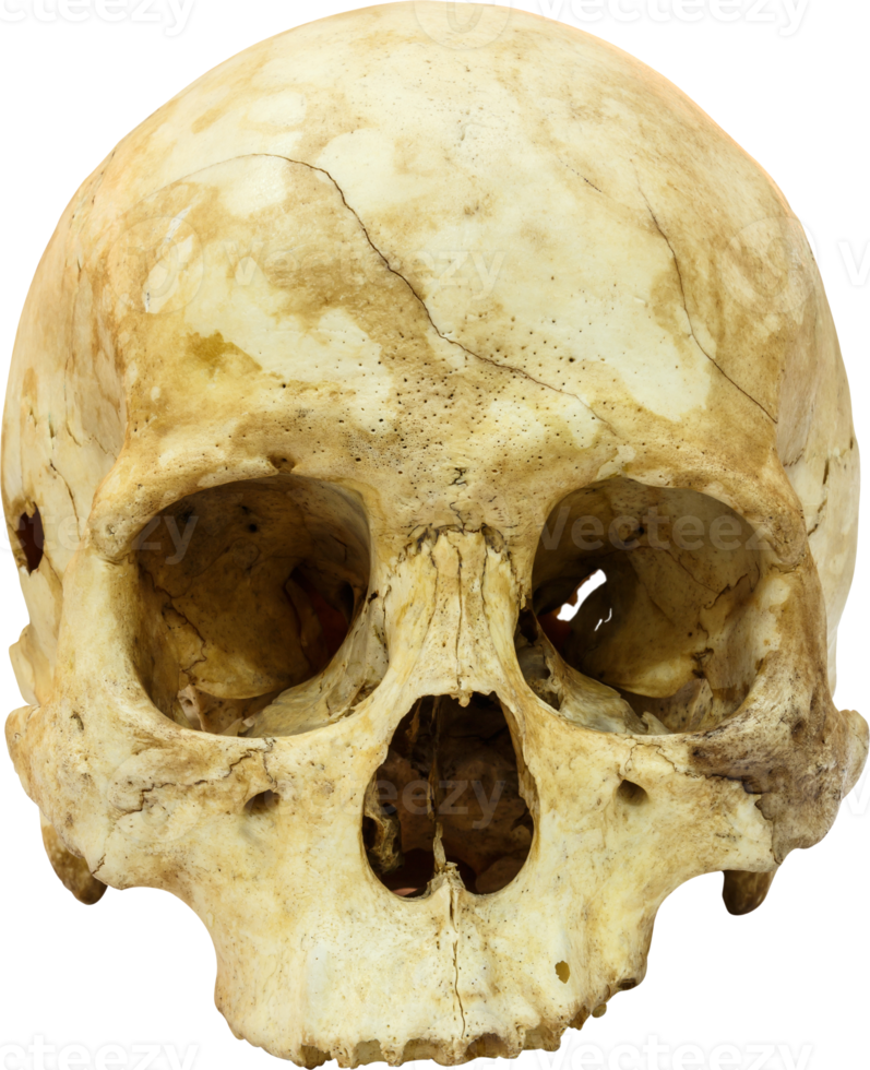 Human skull  sapiens png