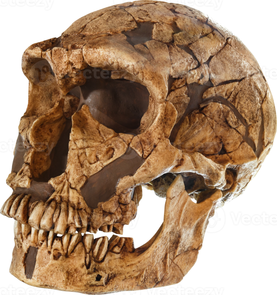 Homo neanderthal skull png