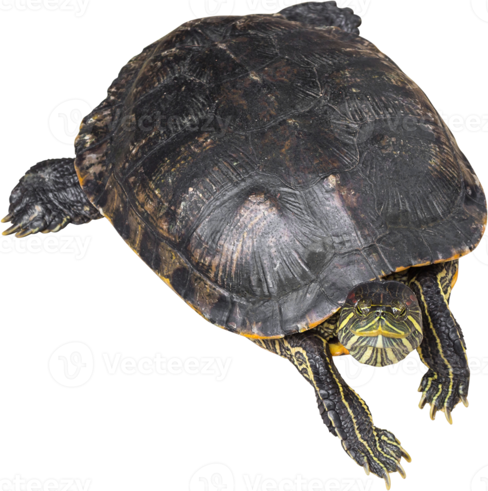 Red eared slider turtle  Trachemys scripta elegans  is creeping and raise one's head png