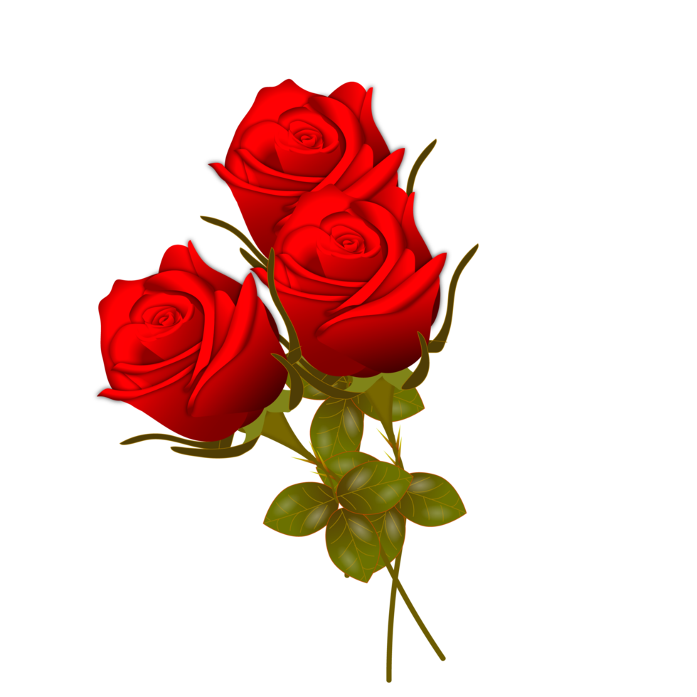 red  rose flowers realistic set with different colors and shapes isolated png