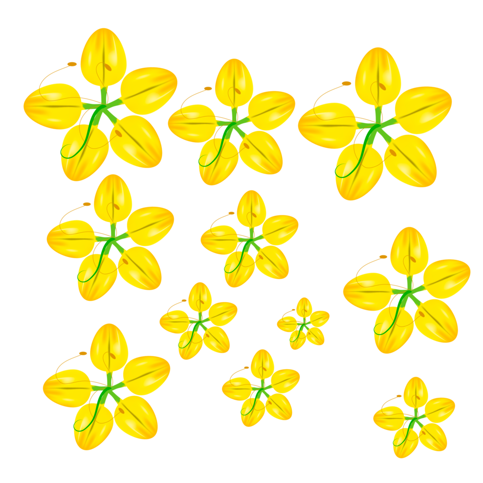 Cassia fistola fiore, nazionale fiore di Tailandia png