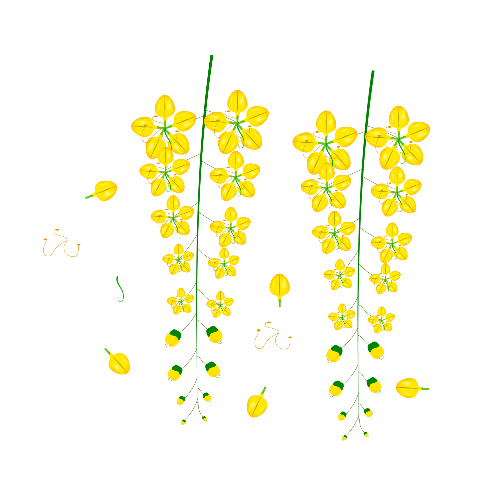 cassia fistula flower, national flower of thailand 17374667 PNG