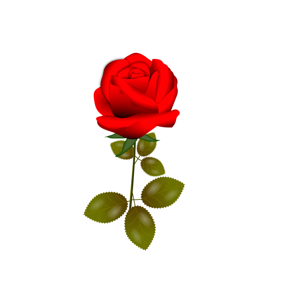 rose flowers realistic set with different colors and shapes isolated png