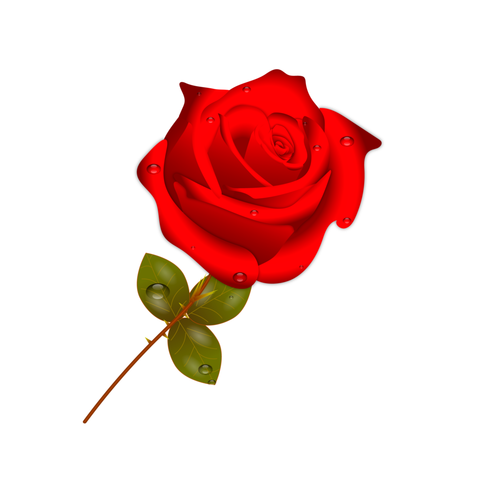 Free conjunto realista de flores rosas rojas con diferentes colores y  formas aisladas 17374803 PNG with Transparent Background