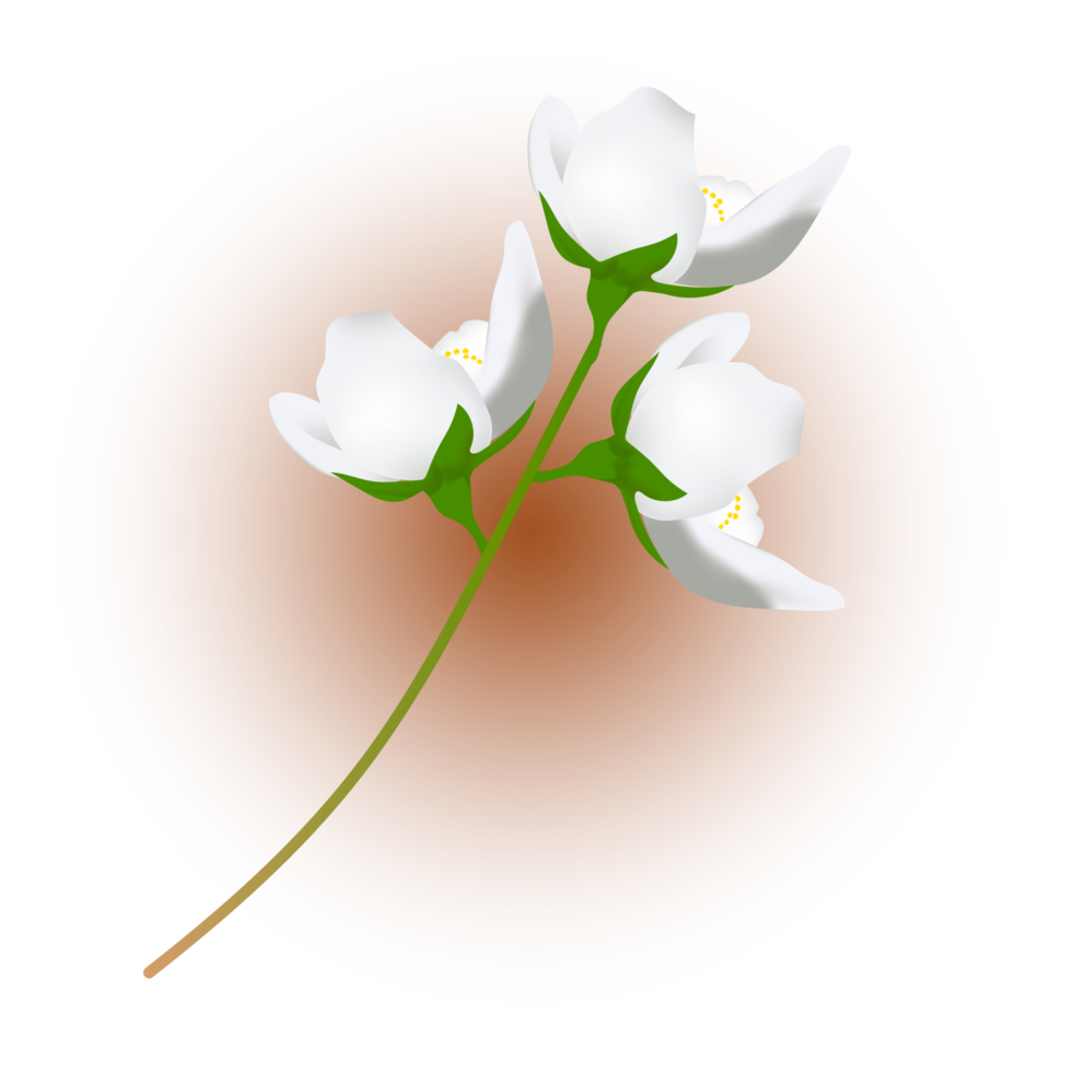 colored realistic white magnolia flower composition png