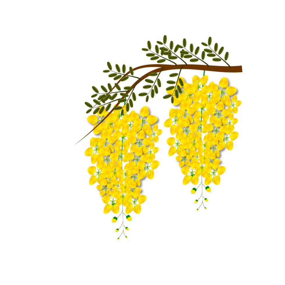 cassia fistula flower, national flower of thailand png