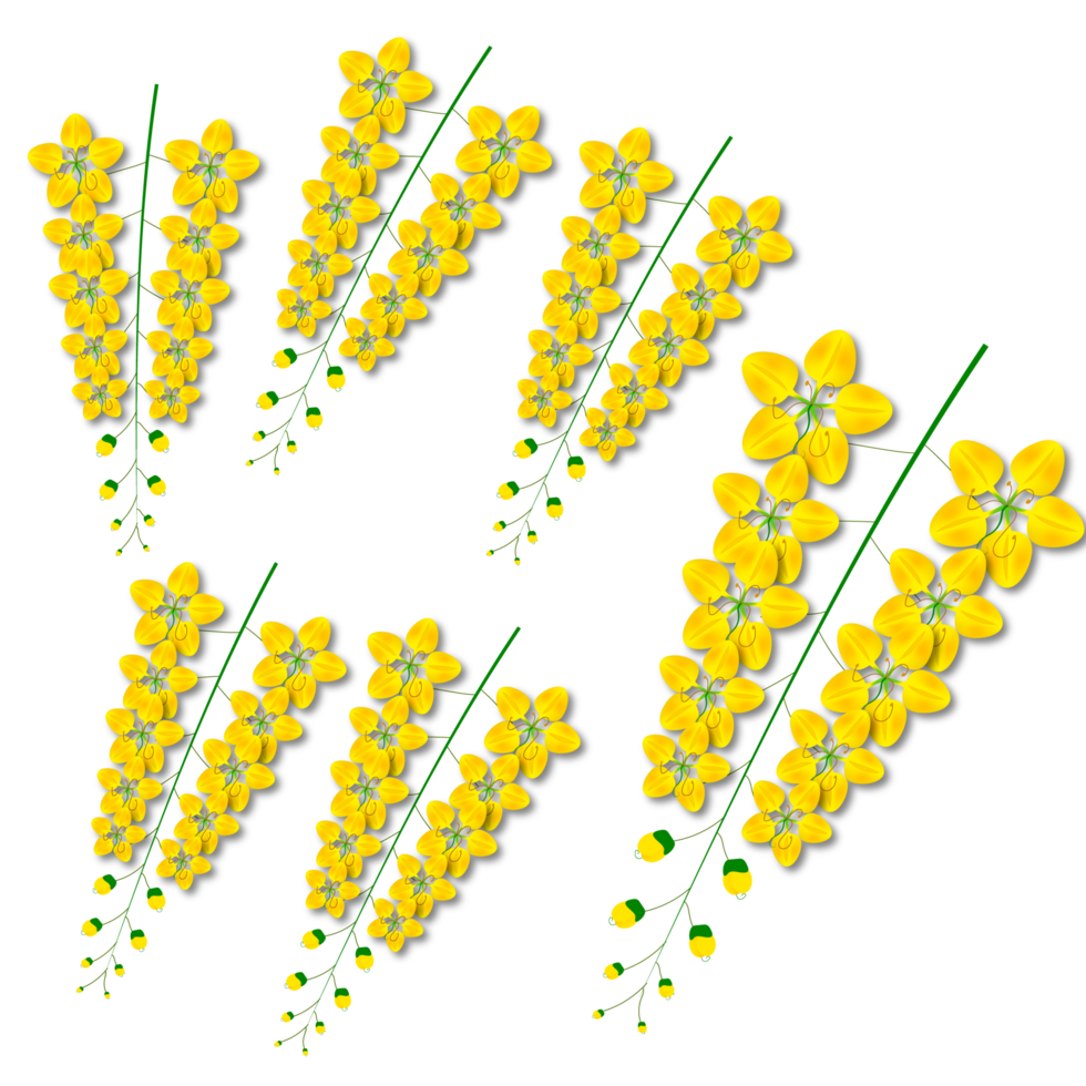 cassia fistula flower, national flower of thailand png