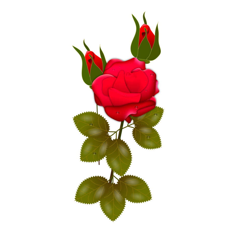 Free conjunto realista de flores rosas rojas con diferentes colores y  formas aisladas 17374870 PNG with Transparent Background