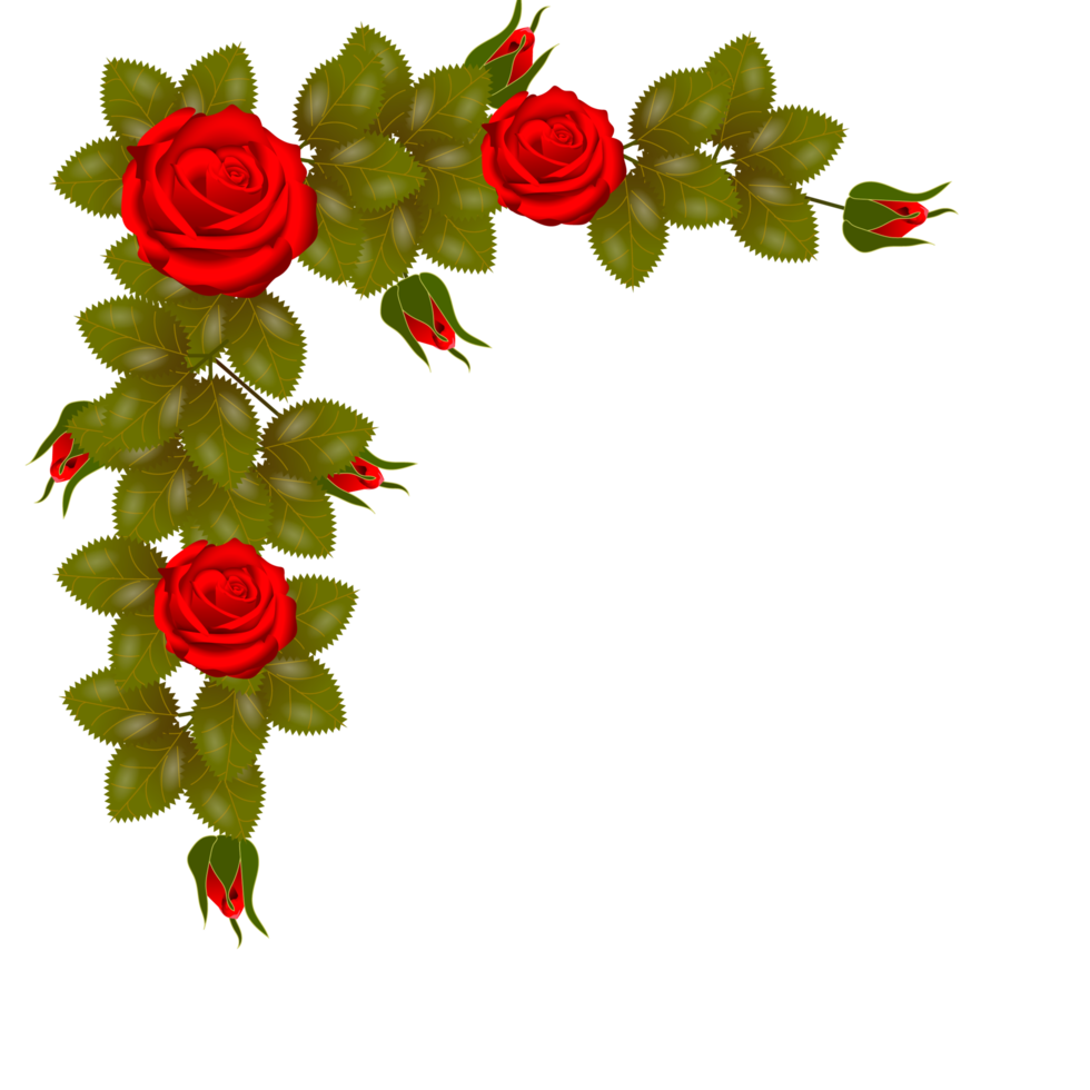 röd reste sig blommor realistisk uppsättning med annorlunda färger och former isolerat png