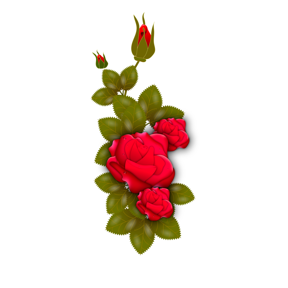 Free red rose flowers realistic set with different colors and shapes  isolated 17374876 PNG with Transparent Background