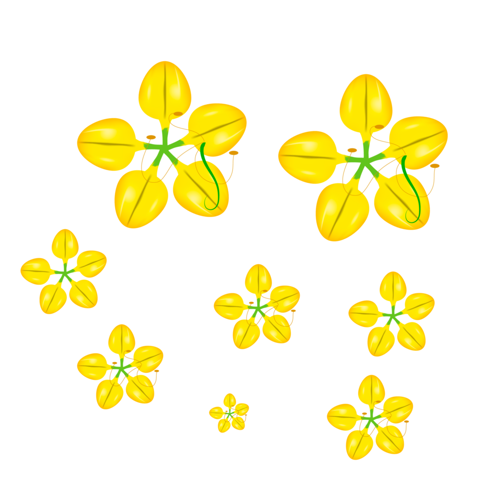 cassia fistula flower, national flower of thailand png