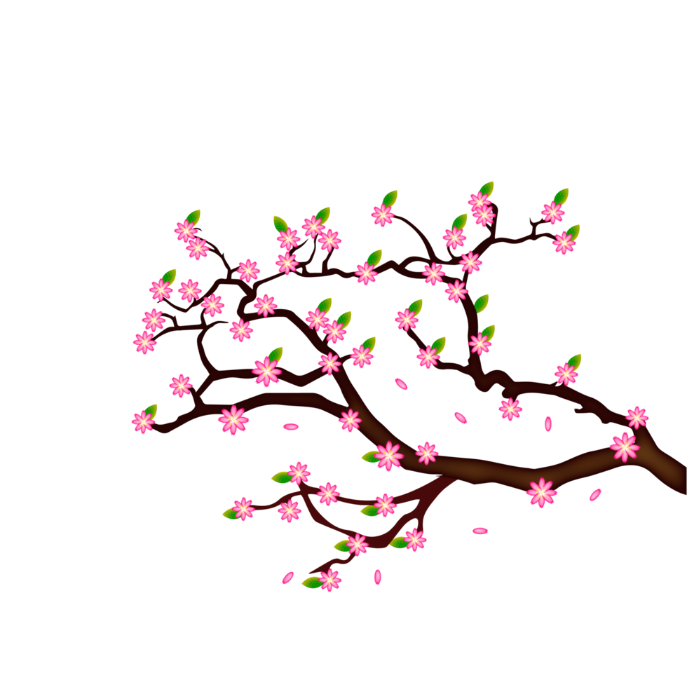 fondo de flor de primavera con ciruela o flor de cerezo png