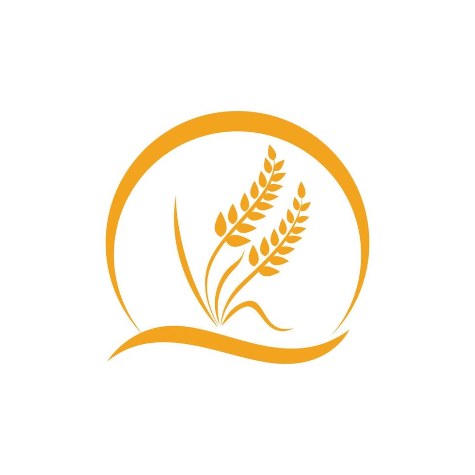 Agriculture wheat vector