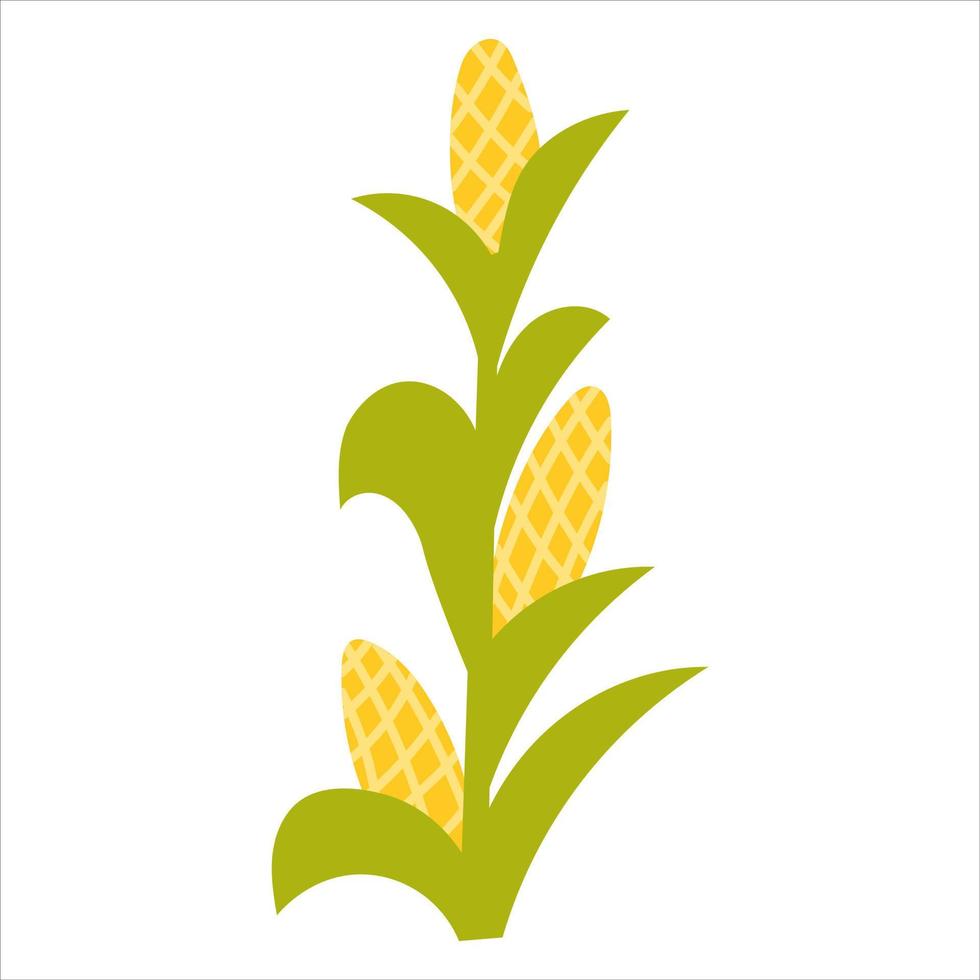 Corn plant in cartoon style for educational posters isolated on white background, farmland and harvest vector