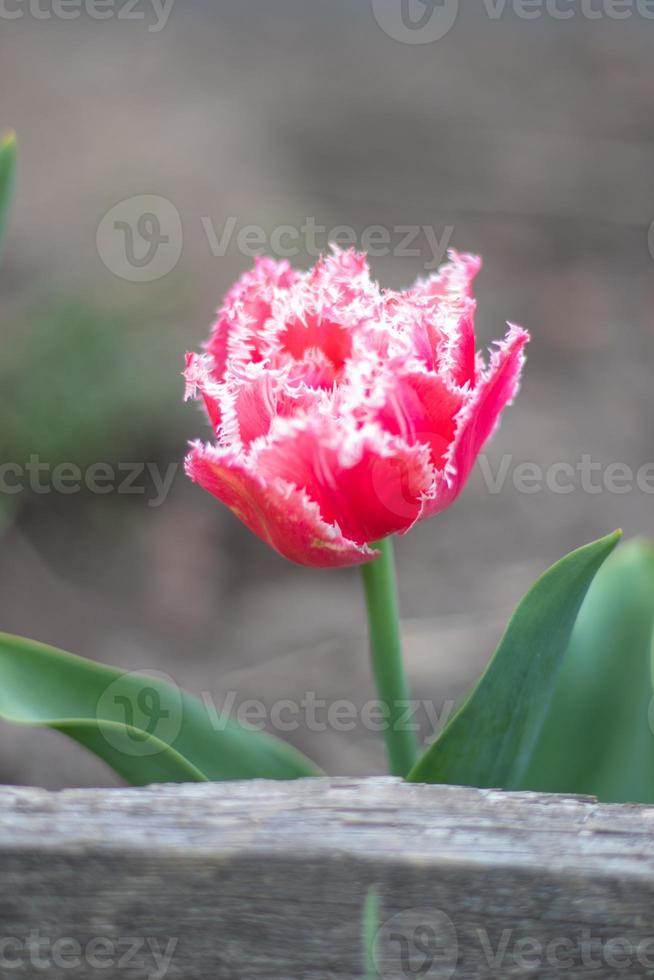 Fresh one tulip Brest terry fringe. Blooming tulip Brest, type Fringed. Selective focus of one pink or lilac tulip in a garden with green leaves. Spring and Easter natural background with tulip. photo