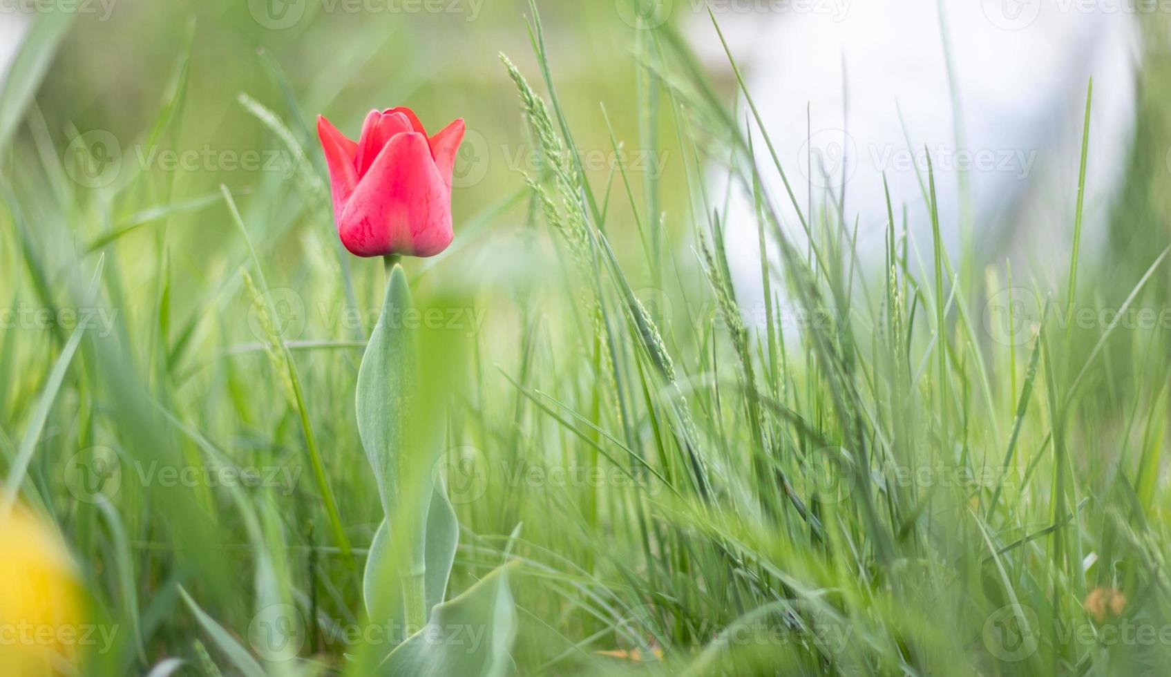 Selective focus of one red tulip in the garden with green leaves. Blurred background. A flower that grows among the grass on a warm sunny day. Spring and Easter natural background with tulip. photo