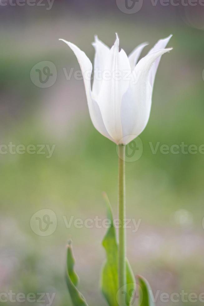 Selective focus of one white tulip in the garden with green leaves. Blurred background. A flower that grows among the grass on a warm sunny day. Spring and Easter natural background with tulip. photo