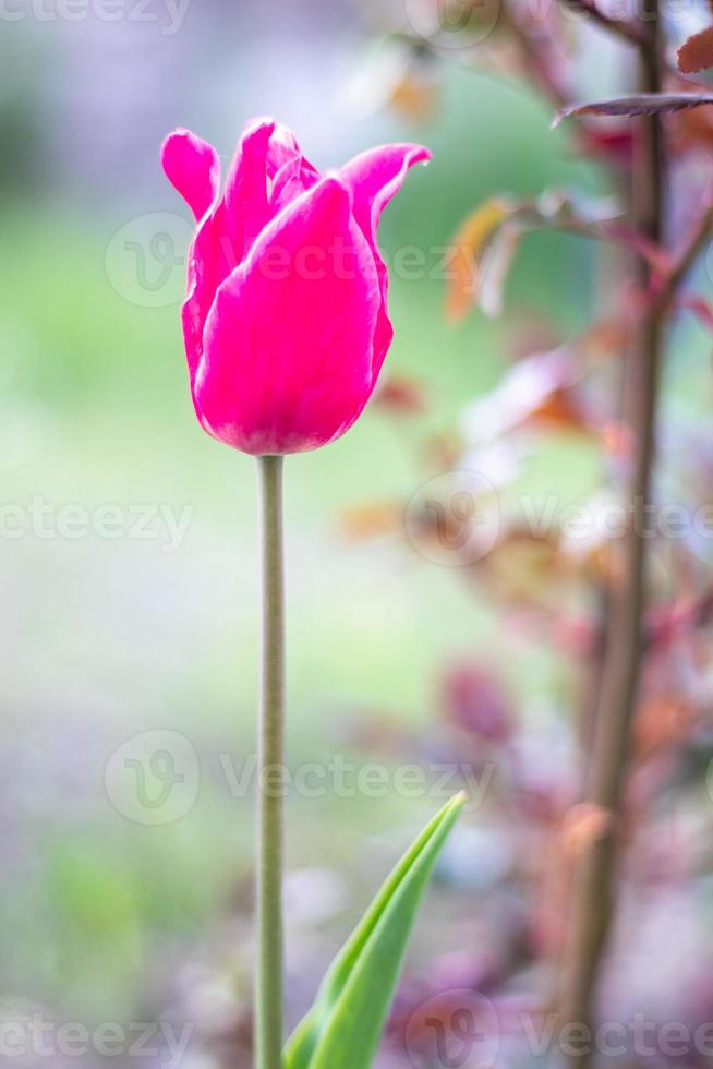 enfoque selectivo de un tulipán rosa o lila en un jardín con hojas verdes. fondo borroso una flor que crece entre la hierba en un día cálido y soleado. fondo natural de primavera y pascua con tulipán. foto