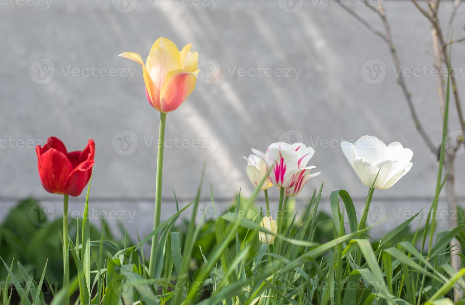 Selective focus. Many different tulips in the garden with green leaves. Blurred background. A flower that grows among the grass on a warm sunny day. Spring and Easter natural background with tulip. photo