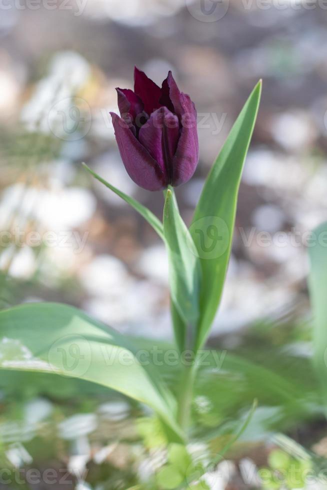 Selective focus of one purple tulip in the garden with green leaves. Blurred background. A flower that grows among the grass on a warm sunny day. Spring and Easter natural background with tulip. photo