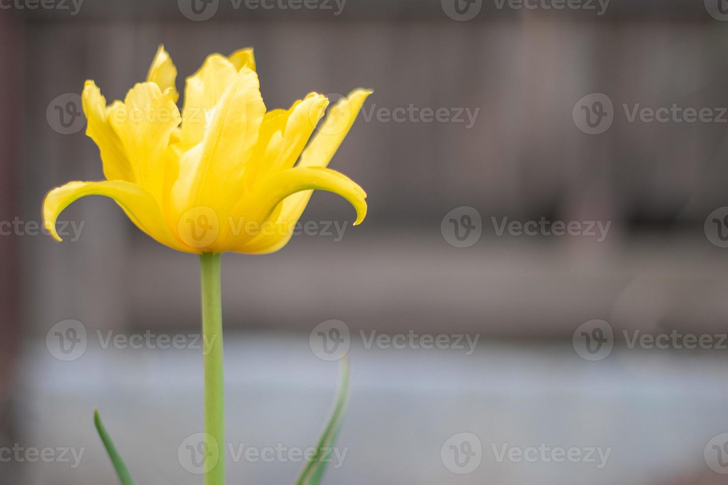 Selective focus of one yellow tulip in the garden with green leaves. Blurred background. A flower that grows among the grass on a warm sunny day. Spring and Easter natural background with tulip. photo