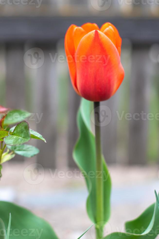 Selective focus of one red tulip in the garden with green leaves. Blurred background. A flower that grows among the grass on a warm sunny day. Spring and Easter natural background with tulip. photo