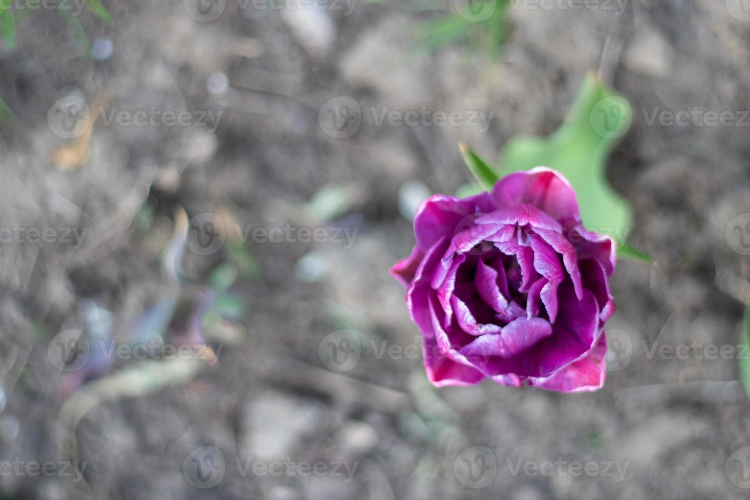 Selective focus of one purple tulip in the garden with green leaves. Blurred background. A flower that grows among the grass on a warm sunny day. Spring and Easter natural background with tulip. photo