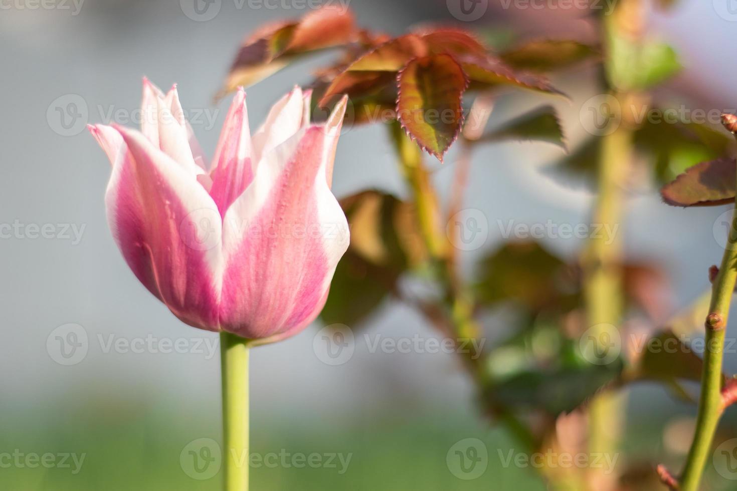 Selective focus of one pink or lilac tulip in a garden with green leaves. Blurred background. A flower that grows among the grass on a warm sunny day. Spring and Easter natural background with tulip. photo