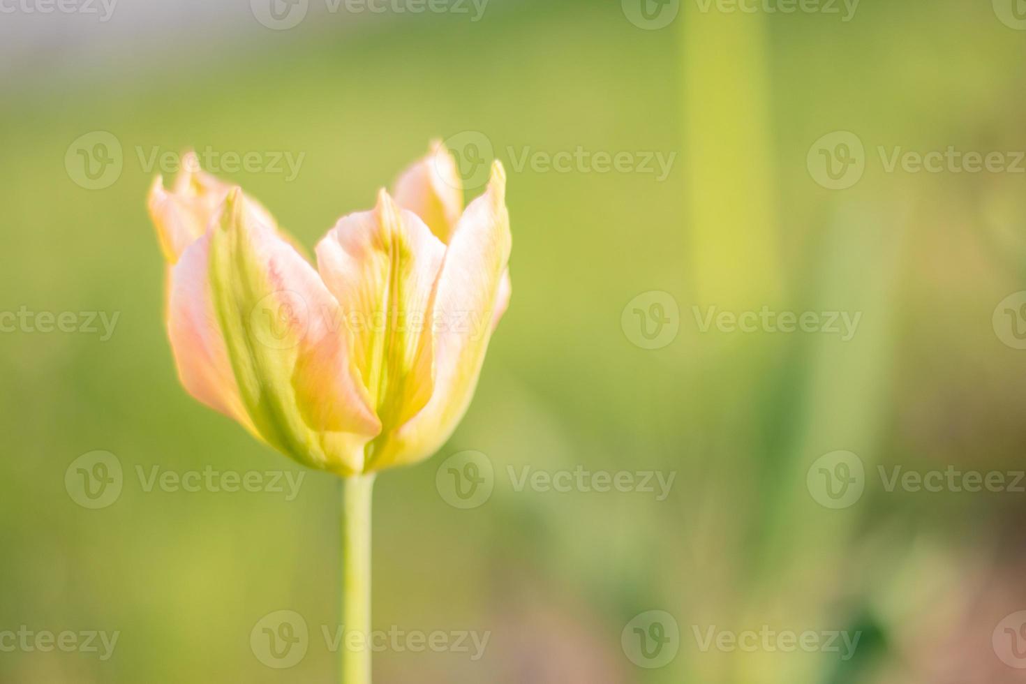 Selective focus of one yellow tulip in the garden with green leaves. Blurred background. A flower that grows among the grass on a warm sunny day. Spring and Easter natural background with tulip. photo