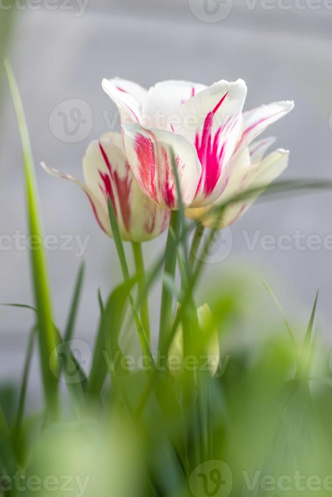 Selective focus of one white tulip in the garden with green leaves. Blurred background. A flower that grows among the grass on a warm sunny day. Spring and Easter natural background with tulip. photo