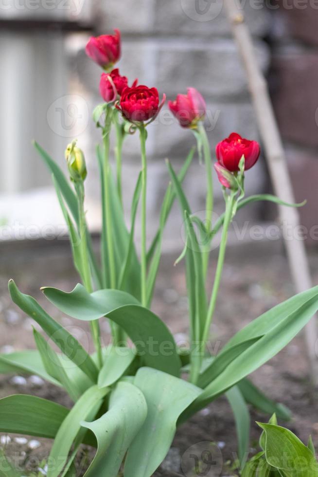 Selective focus. Many red tulips grow in the garden with green leaves. Blurred background. A flower that grows among the grass on a warm sunny day. Spring and Easter natural background with tulip. photo