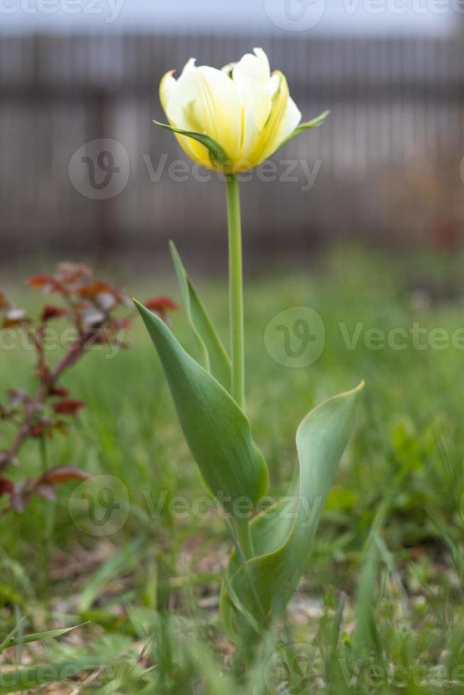 Selective focus of one yellow tulip in the garden with green leaves. Blurred background. A flower that grows among the grass on a warm sunny day. Spring and Easter natural background with tulip. photo