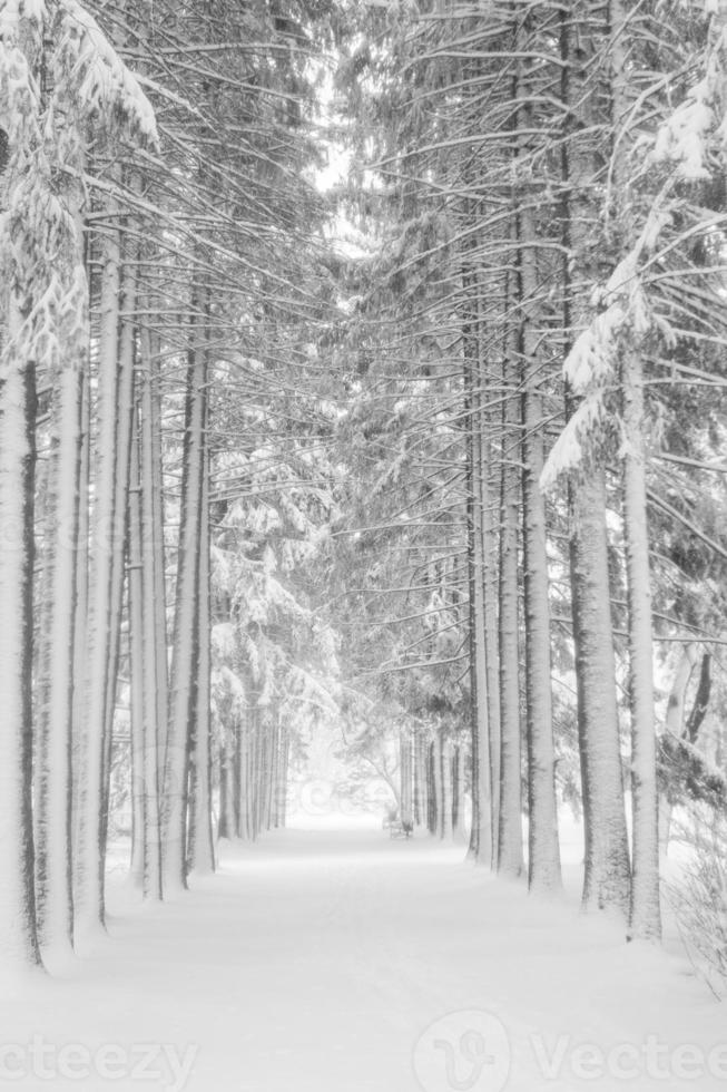 Snow-covered high fir and spruce trees alley in town park. Black and white photo. photo