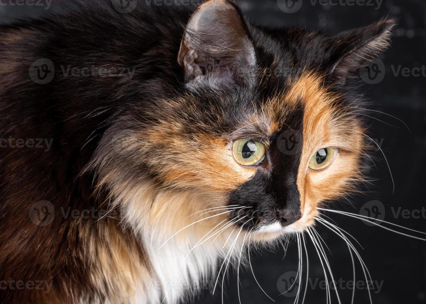 Head of tricolor domestic cat close up on dark gray background. Horizontal orientation. photo