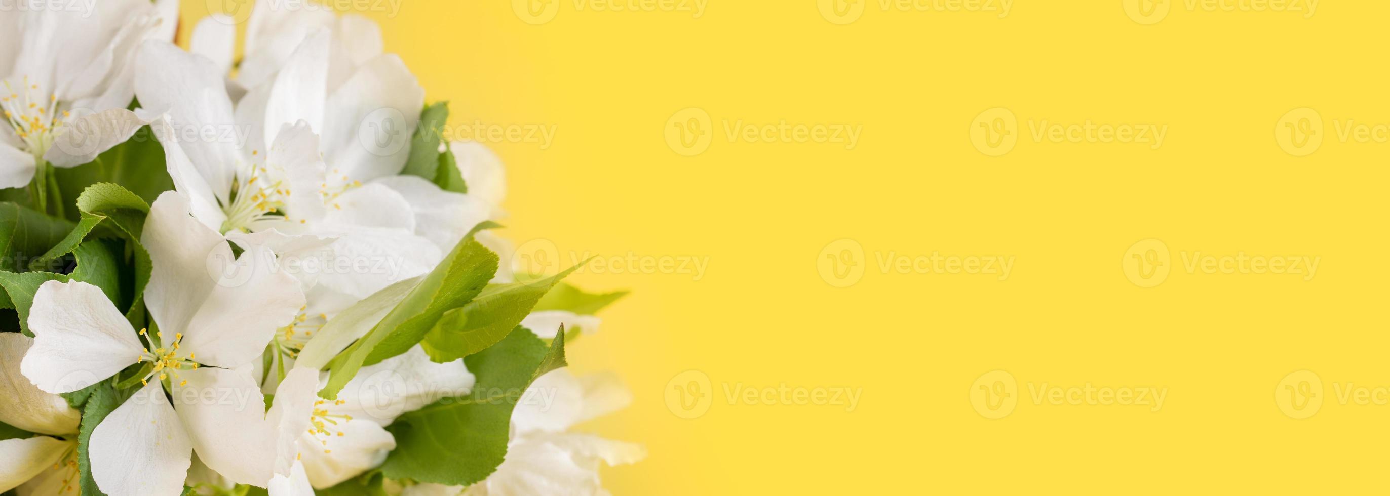 Banner with blooming white apple tree flowers close up on trendy yellow with copy space. Color 2021 Illuminating. photo