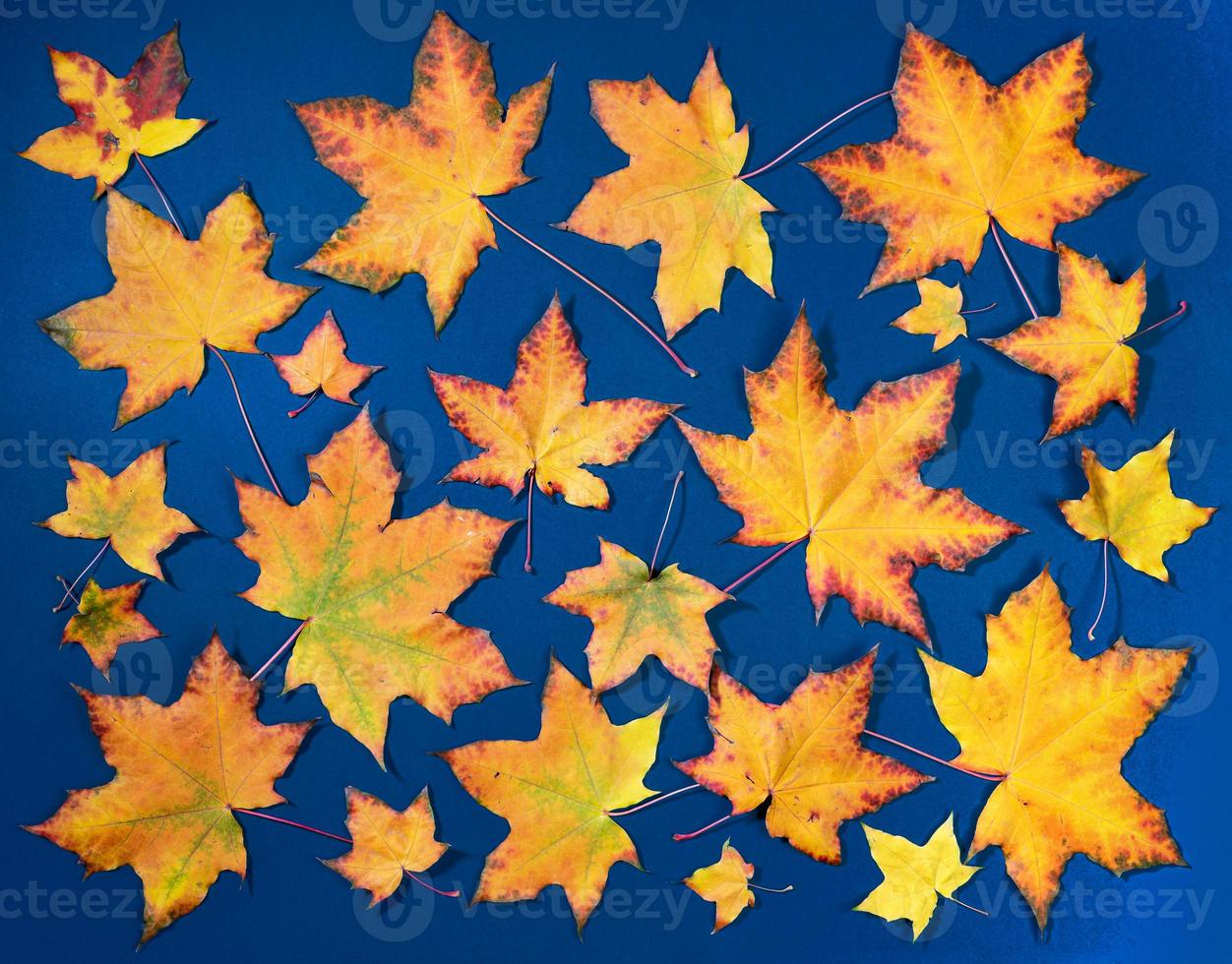 Arrangement of beautiful colorful maple leaves on blue backdrop. Autumn concept. photo