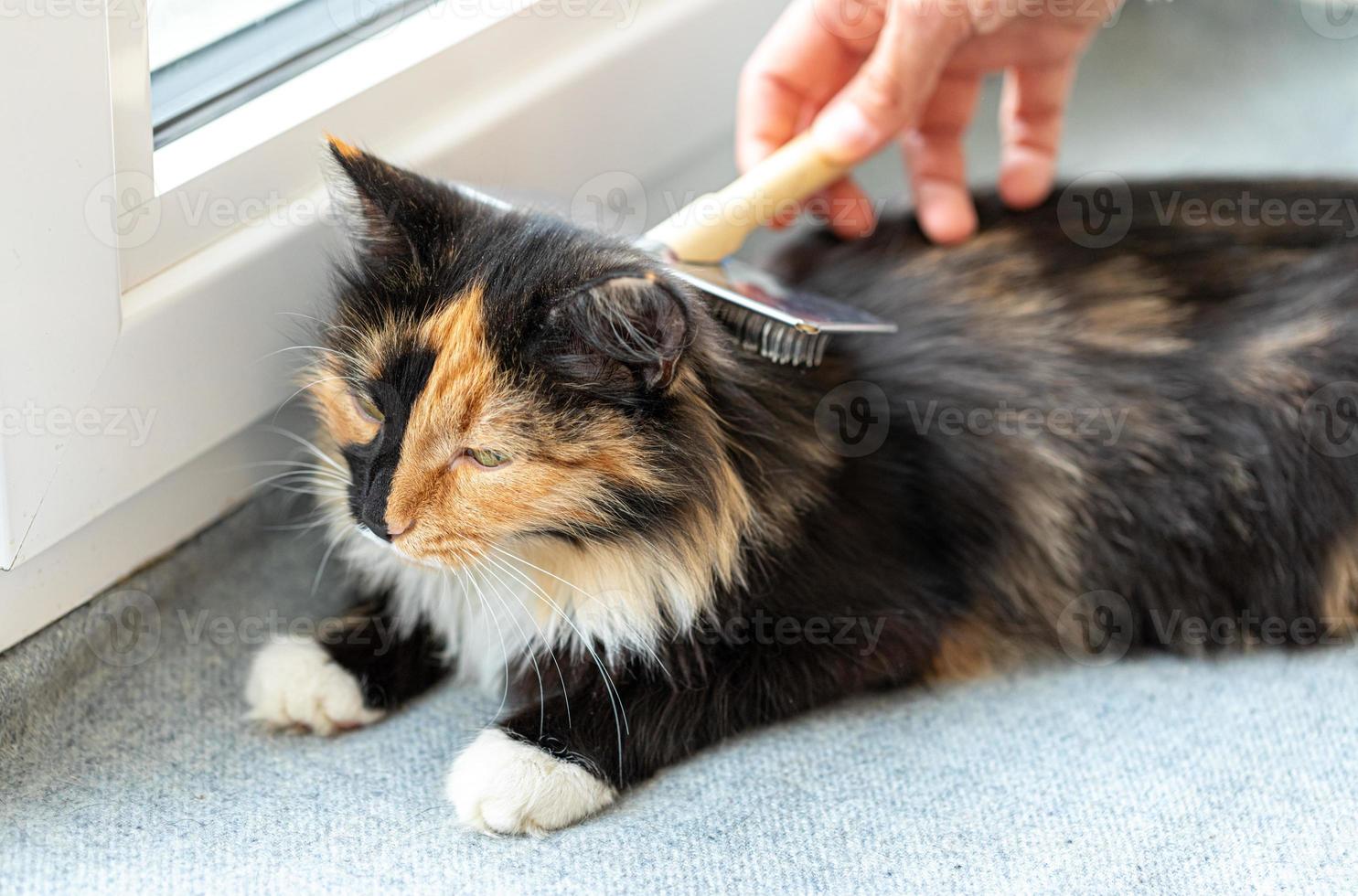 Woman's hand combing lying on windowsill on grey litter domestic long-haired three-color pleased cat with metal brush. photo