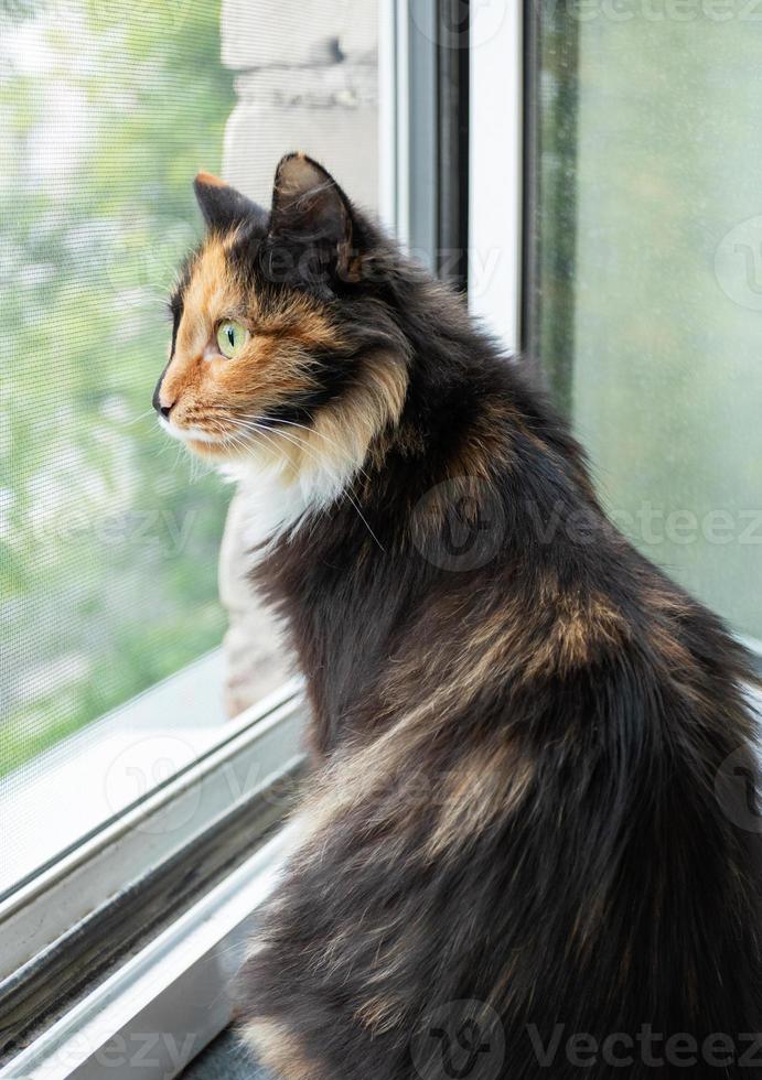 el gato doméstico de pelo largo, de tres colores, naranja, negro y blanco, está sentado cerca de la ventana abierta y mirando hacia afuera. foto