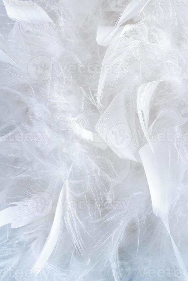 Wonderful natural pattern of a lot of big and little white gentle feathers of feather boa. photo