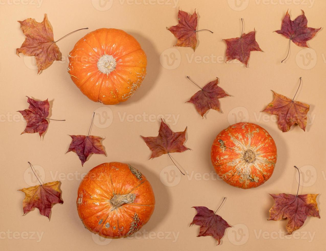 Autumn flat lay composition. View above to dried maple leaves and orange pumpkins laid out on pastel beige background. photo