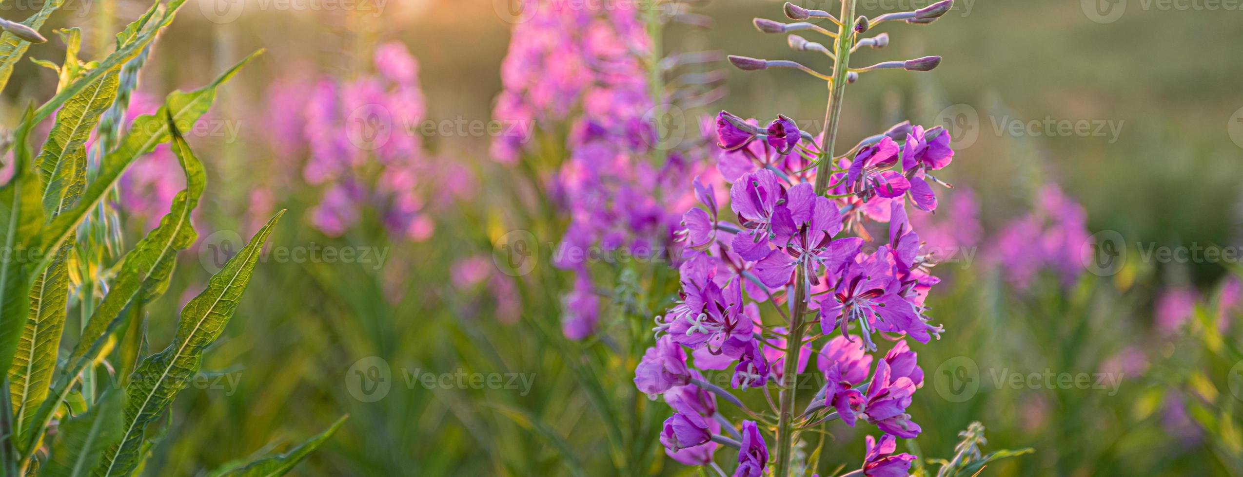 Natural background with soft focus of meadow fireweed flowers at sunset. Banner. photo