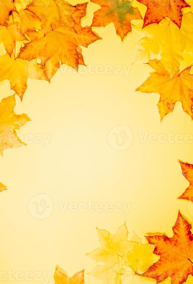 Frame of beautiful fall maple leaves on yellow background. Vertical orientation. photo
