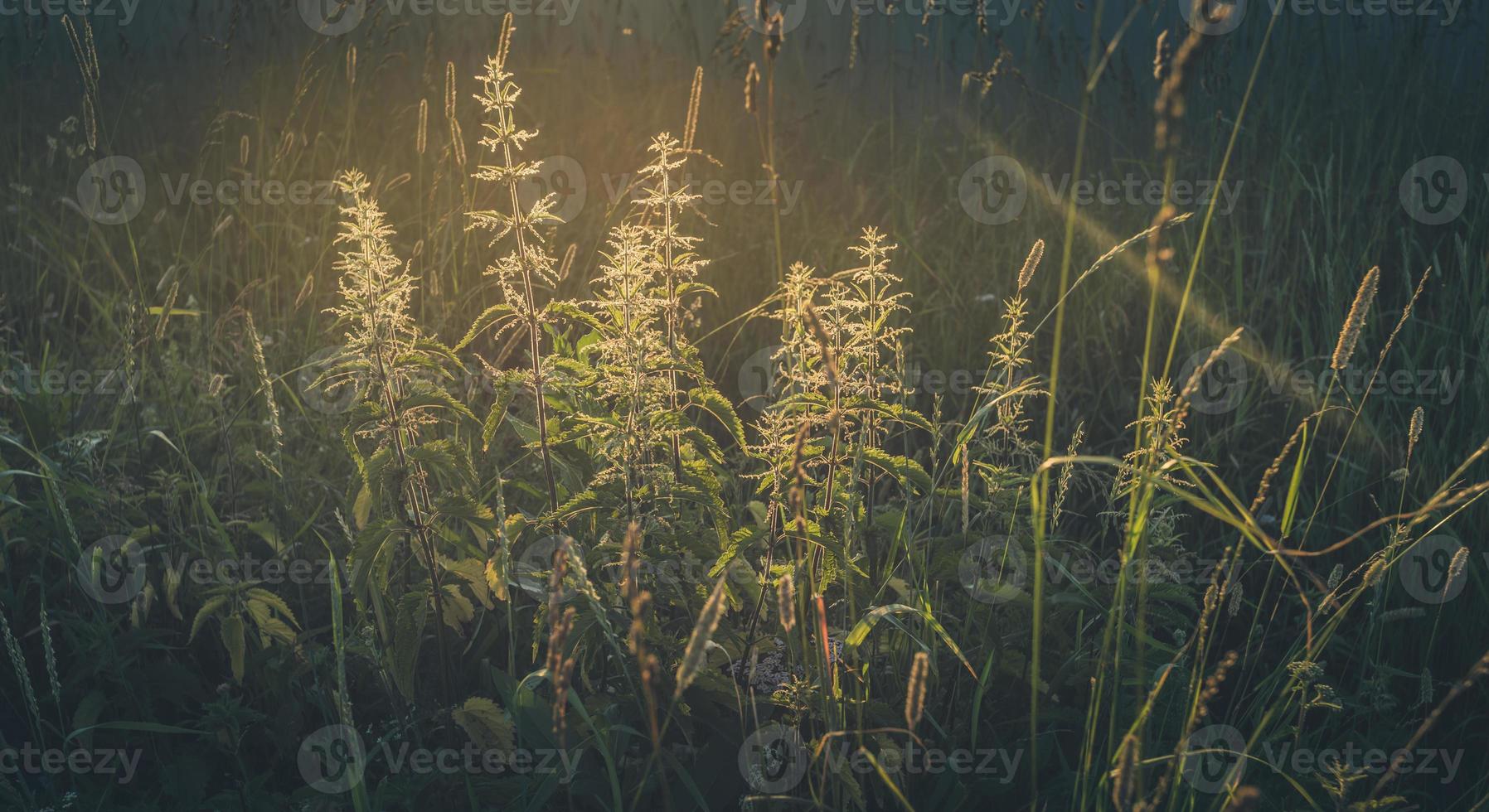Sunlit meadow grass nettle close-up at sunset. Soft focus. Toned image. photo