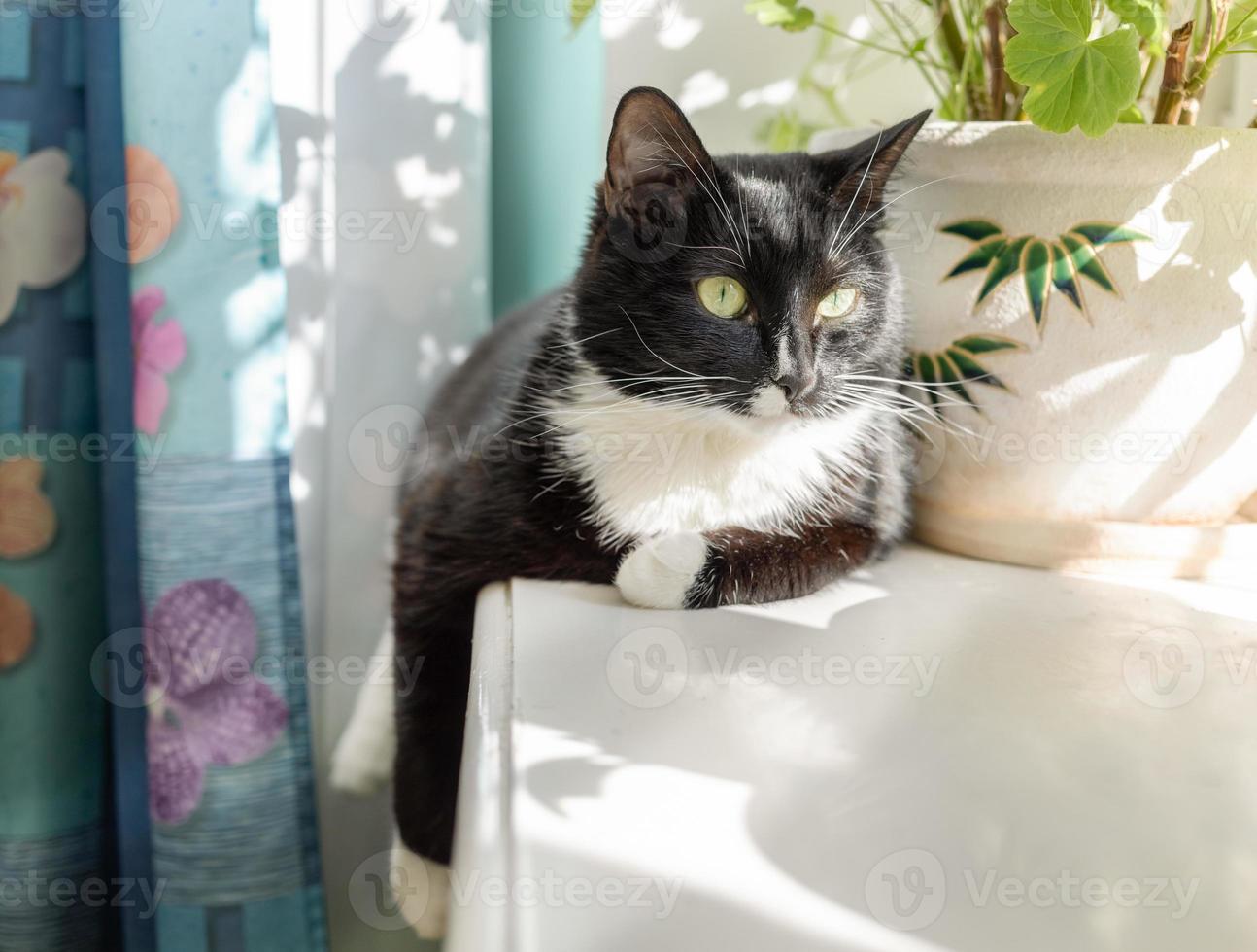 Black and white cat is lying on sunlit windowsill. photo