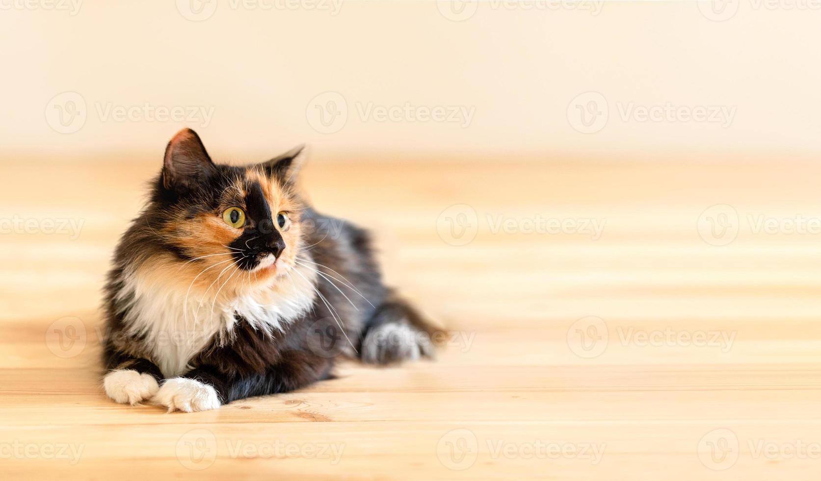 Banner with cute fluffy young three-color orange-black-and-white cat lying on wooden floor and with copy space. photo