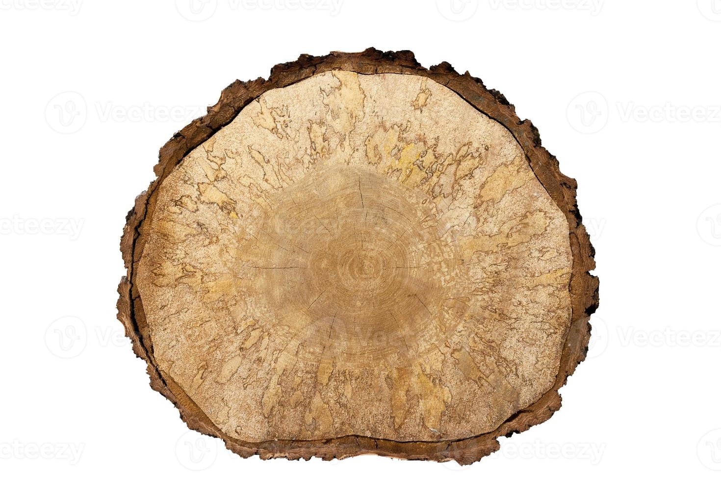 Isolated object. Close-up birch saw cut large with bark on white background. photo