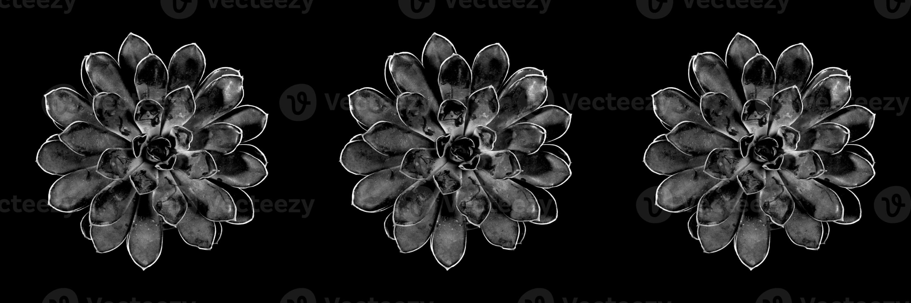 Creative banner of seamless pattern of black cactus succulent rosettes with white border on black background. photo