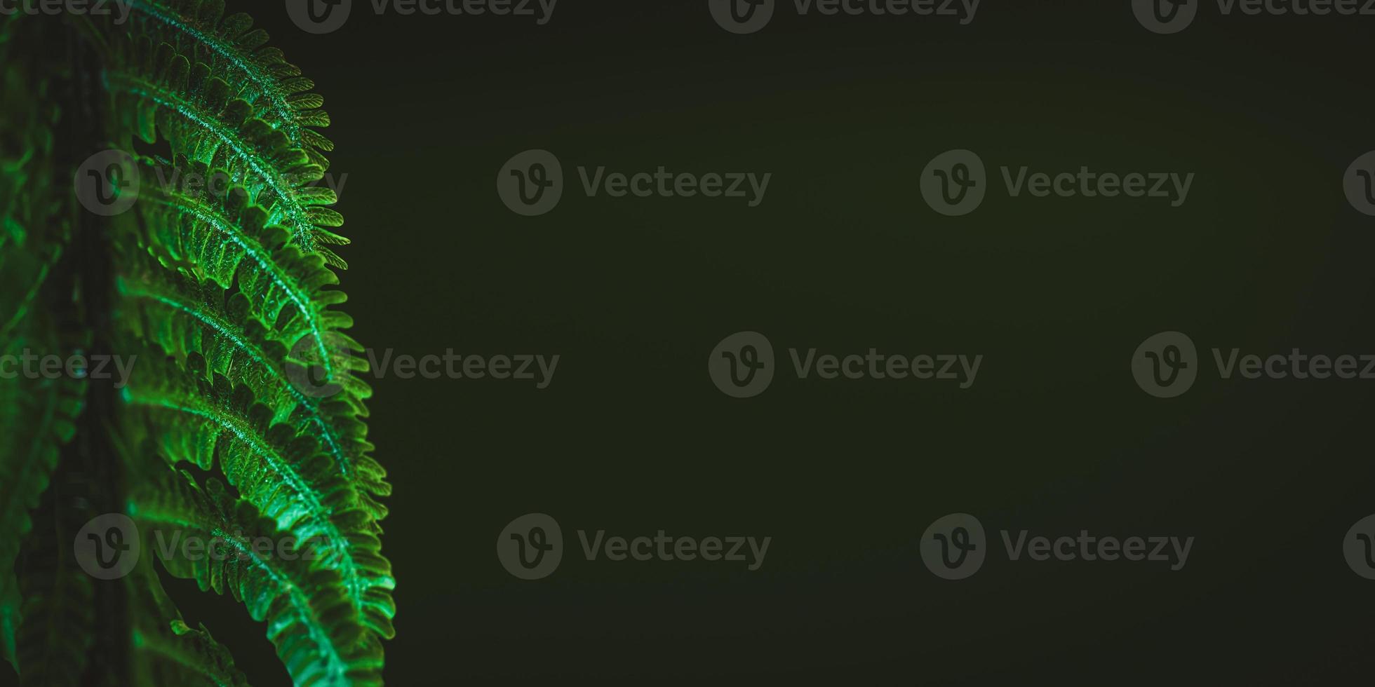Trendy deep green banner with illuminated fern leaf in the left with copy space. photo
