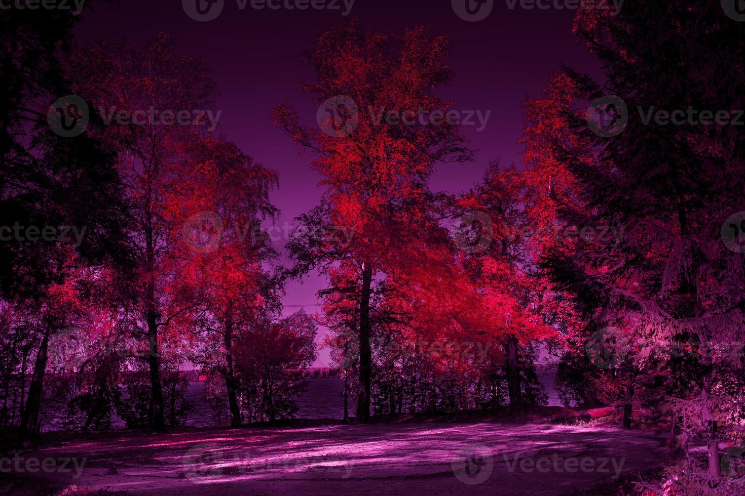 Halloween mysterious forest toned design in red and purple forest with moonlit glade and trees with blood-red foliage. photo